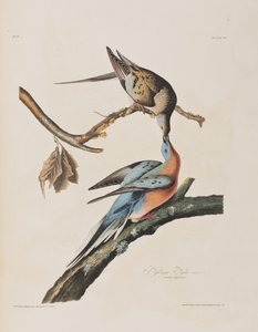Illustrasjon fra 'Birds of America' av John James Audubon