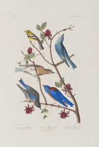 Illustrasjon fra 'Birds of America' av John James Audubon