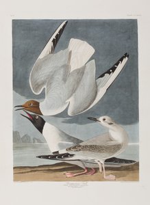 Illustrasjon fra 'Birds of America' av John James Audubon