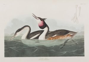 Illustrasjon fra 'Birds of America' av John James Audubon
