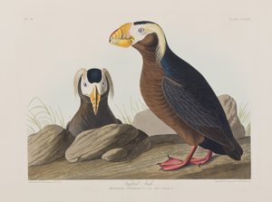 Illustrasjon fra 'Birds of America' av John James Audubon