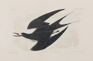 Illustrasjon fra 'Birds of America' av John James Audubon