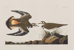 Illustrasjon fra 'Birds of America' av John James Audubon