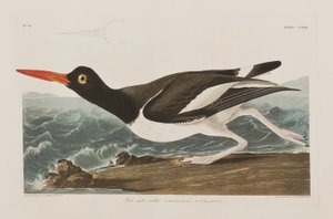 Illustrasjon fra 'Birds of America' av John James Audubon