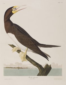 Illustrasjon fra 'Birds of America' av John James Audubon