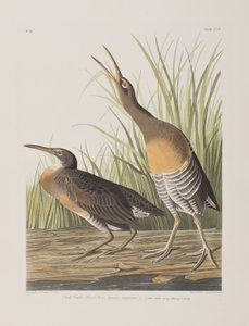 Illustrasjon fra 'Birds of America' av John James Audubon