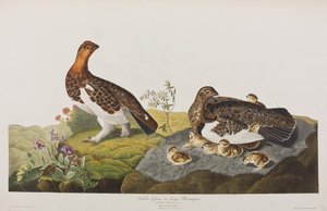 Illustrasjon fra 'Birds of America' av John James Audubon