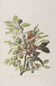 Illustrasjon fra 'Birds of America' av John James Audubon