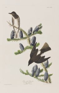 Illustrasjon fra 'Birds of America' av John James Audubon