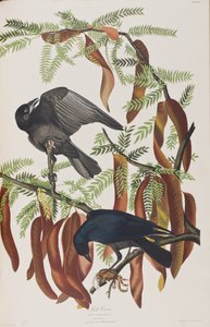 Illustrasjon fra 'Birds of America' av John James Audubon
