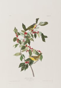 Illustrasjon fra 'Birds of America' av John James Audubon