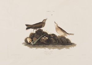 Illustrasjon fra 'Birds of America' av John James Audubon