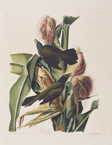 Illustrasjon fra 'Birds of America' av John James Audubon