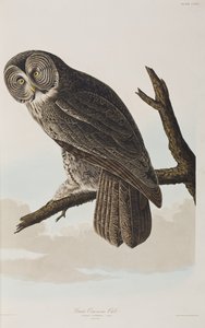 Illustrasjon fra 'Birds of America' av John James Audubon