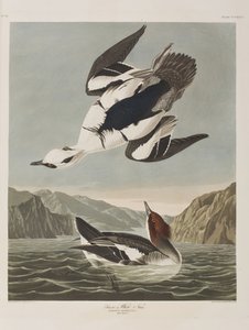 Illustrasjon fra 'Birds of America' av John James Audubon