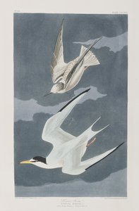 Illustrasjon fra 'Birds of America' av John James Audubon