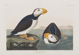 Illustrasjon fra 'Birds of America' av John James Audubon