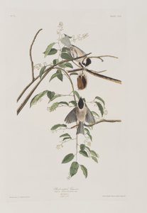Illustrasjon fra 'Birds of America' av John James Audubon