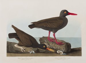 Illustrasjon fra 'Birds of America' av John James Audubon