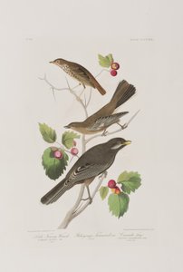 Illustrasjon fra 'Birds of America' av John James Audubon