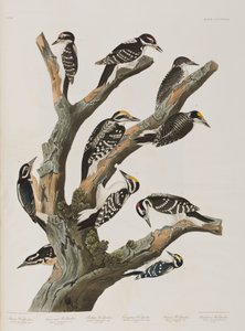 Illustrasjon fra 'Birds of America' av John James Audubon