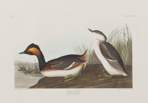 Illustrasjon fra 'Birds of America' av John James Audubon