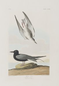 Illustrasjon fra 'Birds of America' av John James Audubon