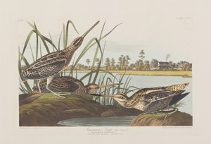 Illustrasjon fra 'Birds of America' av John James Audubon