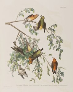 Illustrasjon fra 'Birds of America'