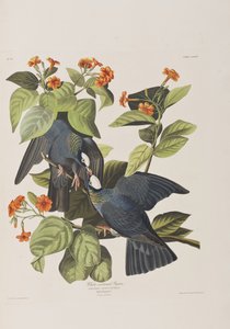 Illustrasjon fra 'Birds of America' av John James Audubon
