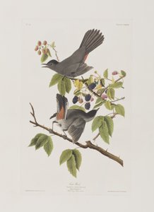Illustrasjon fra 'Birds of America' av John James Audubon