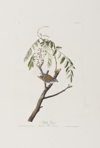 Illustrasjon fra 'Birds of America' av John James Audubon