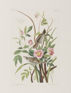 Illustrasjon fra 'Birds of America' av John James Audubon