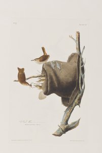 Illustrasjon fra 'Birds of America' av John James Audubon