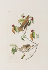 Illustrasjon fra 'Birds of America' av John James Audubon