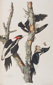 Illustrasjon fra 'Birds of America' av John James Audubon