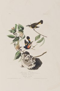 Illustrasjon fra 'Birds of America' av John James Audubon