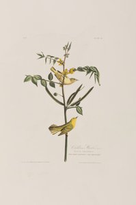 Illustrasjon fra 'Birds of America' av John James Audubon