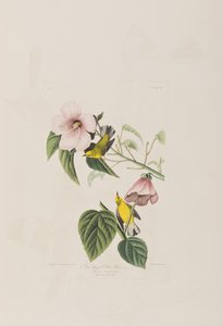 Illustrasjon fra 'Birds of America' av John James Audubon