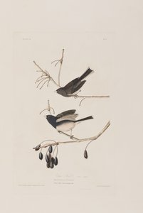 Illustrasjon fra 'Birds of America' av John James Audubon