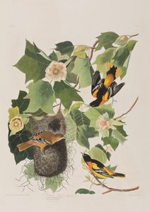 Illustrasjon fra 'Birds of America' av John James Audubon