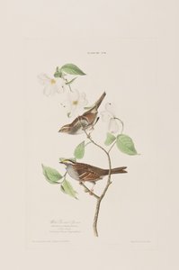 Illustrasjon fra 'Birds of America' av John James Audubon