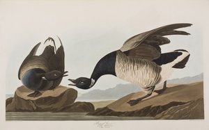Illustrasjon fra 'Birds of America' av John James Audubon