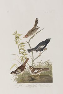 Illustrasjon fra 'Birds of America' av John James Audubon