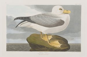 Illustrasjon fra 'Birds of America' av John James Audubon