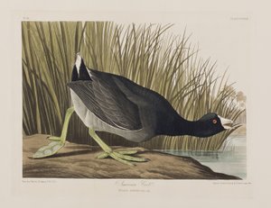 Illustrasjon fra 'Birds of America' av John James Audubon