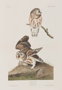 Illustrasjon fra 'Birds of America' av John James Audubon