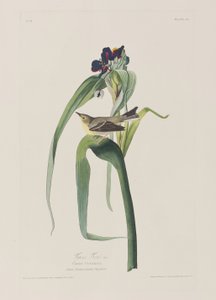 Illustrasjon fra 'Birds of America' av John James Audubon
