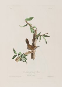 Illustrasjon fra 'Birds of America' av John James Audubon