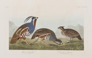 Illustrasjon fra 'Birds of America' av John James Audubon